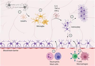 Immune Response in Neurological Pathology: Emerging Role of Central and Peripheral Immune Crosstalk